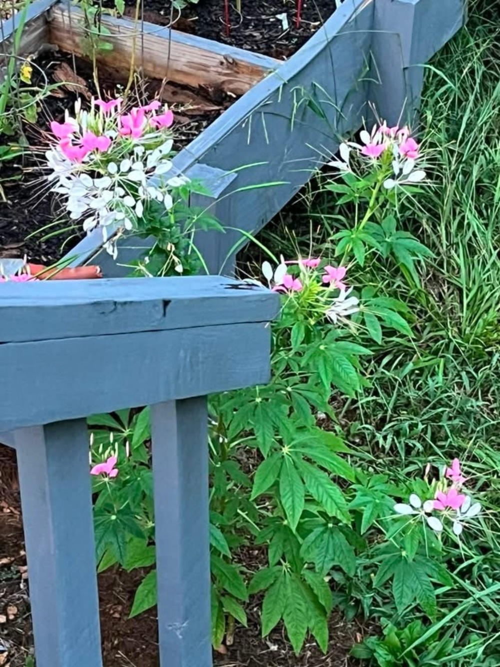 Spider Flower Seeds 100+